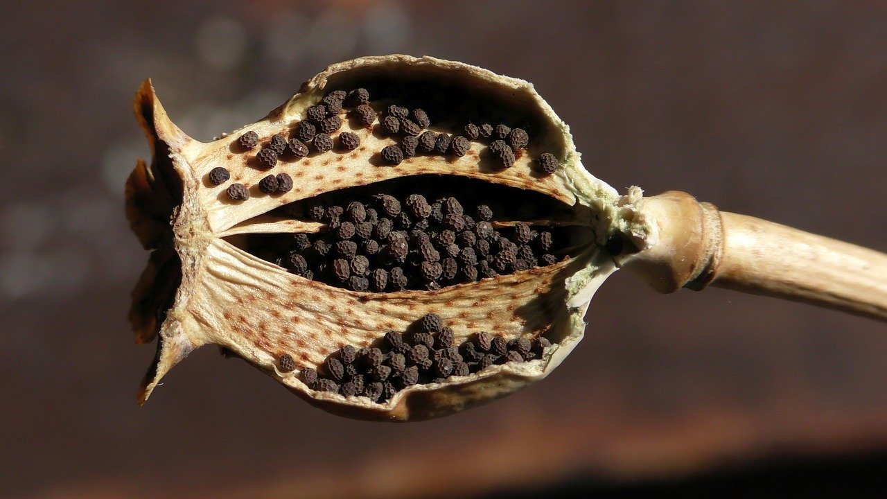 Mohnsamen