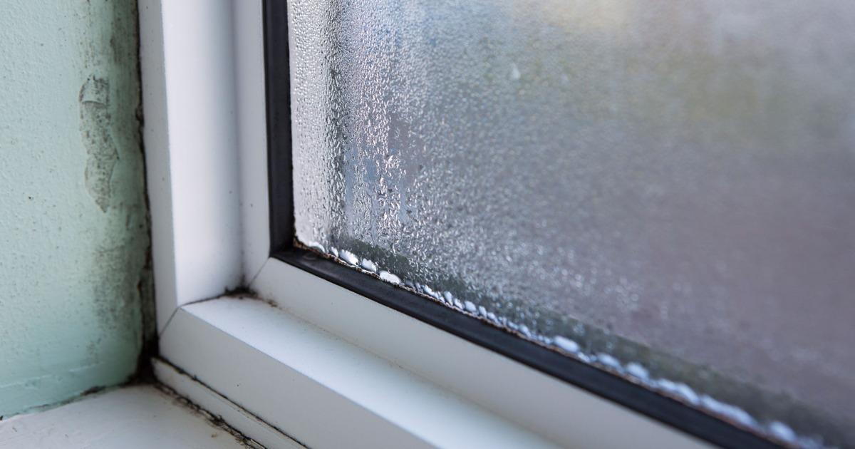 Schimmel in der Wohnung: Pilzbefall Ursachen erkennen!