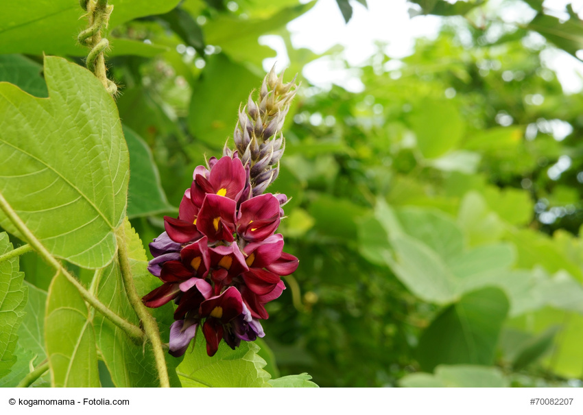 Warnliste für riskante Pflanzen-Supps