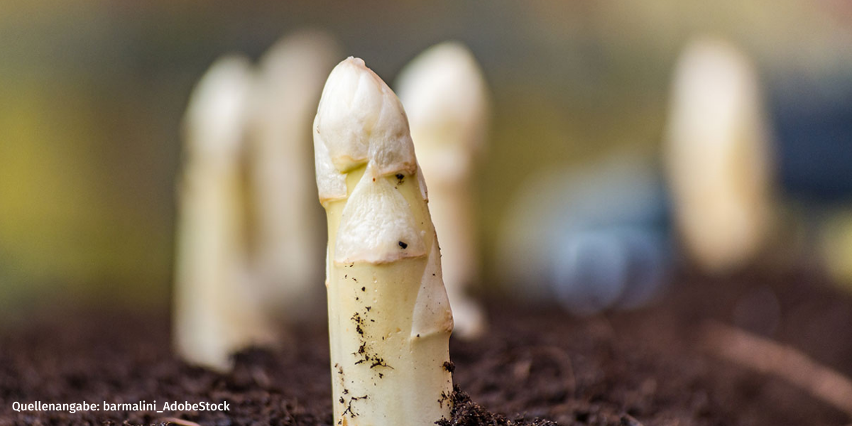 Asparaginsäure Was Sie bei Produkten beachten sollten
