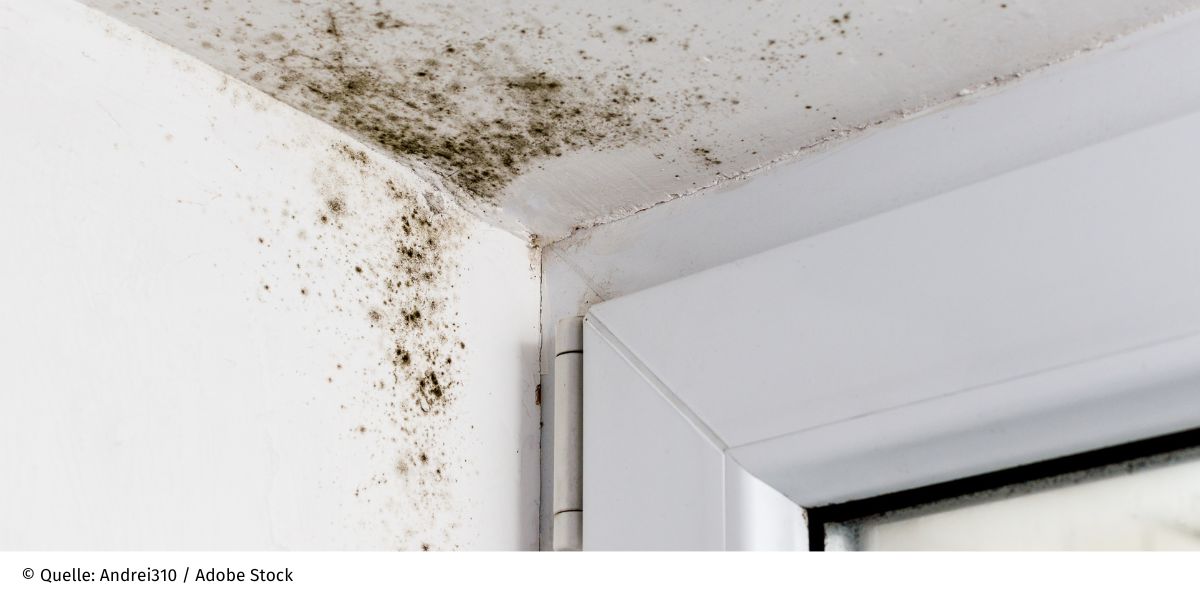 Maßnahmen gegen Schimmel So helfen Sie Betroffenen Verbraucherzentrale.de