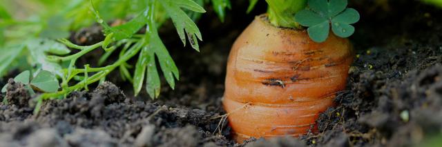 Möhre steckt in der Erde eines Ackers
