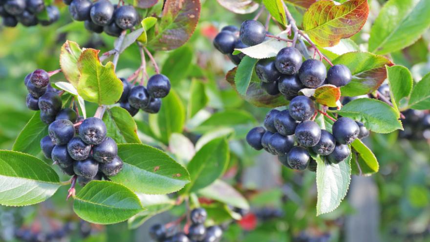 Aroniabeeren werden wegen ihrer wertvollen Inhaltsstoffe derzeit gerne als Super­beeren angepriesen. 