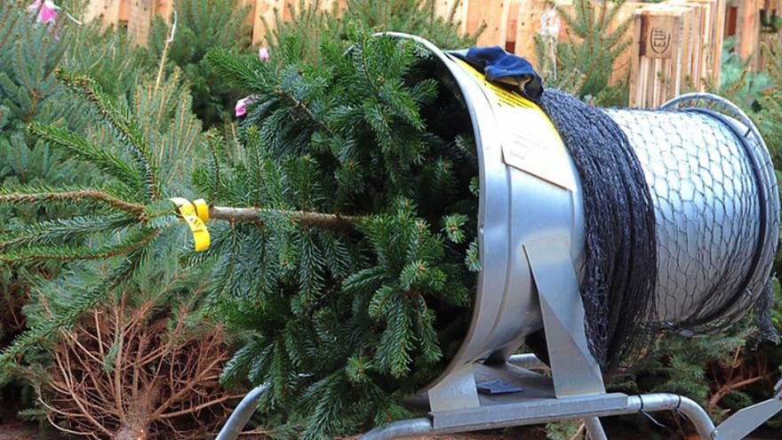 Weihnachtsbaume Aus Okologischem Anbau Verbraucherzentrale De