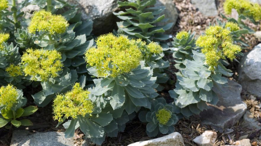 Gestresst, müde, erschöpft - entspannter mit Rhodiola oder Rosenwurz? | Verbraucherzentrale.de