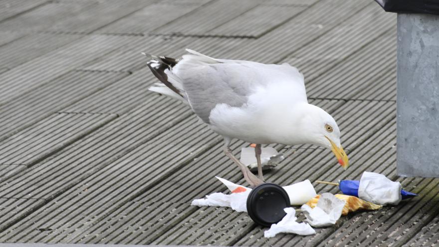 Gefahren für die Umwelt durch Plastik