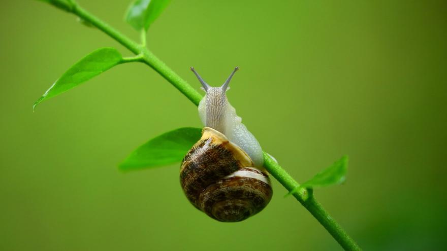 Schadlingsbekampfung Im Garten Verbraucherzentrale De