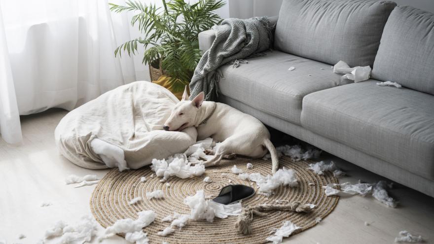 Ein Hund liegt vor einem Sofa, um ihn herum ein zerfetztes Kissen