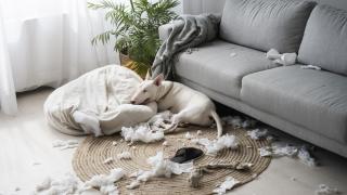Ein Hund liegt vor einem Sofa, um ihn herum ein zerfetztes Kissen